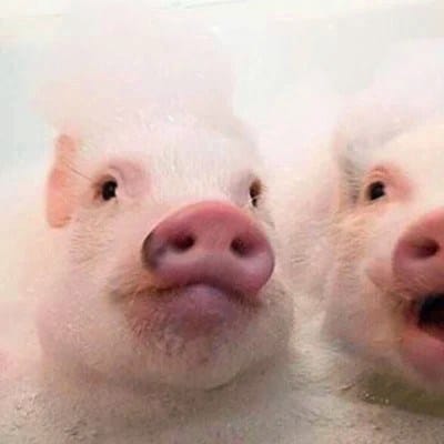 فواد چوہدری avatar